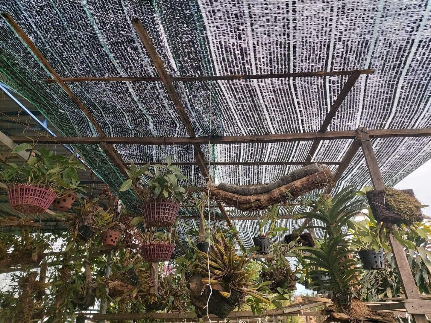 Lưới lan che nắng trồng cây Lan